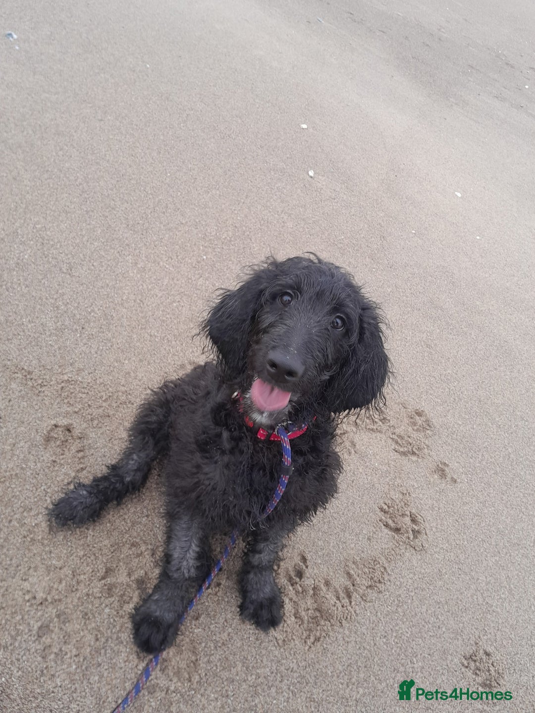 Goldendoodle dogs for sale: Beautiful 7 month old doodle - Advert 1
