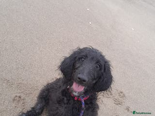 Goldendoodle dogs Beautiful 7 month old doodle - Advert 9