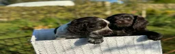 Cocker Spaniel dogs for sale: Gorgeous Cocker pups for sale, 1 girl left - Advert 19
