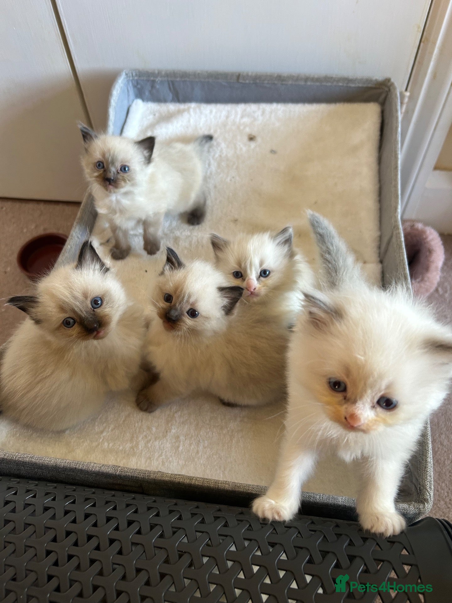 Ragdoll cats Ragdoll kittens for sale - Advert 2