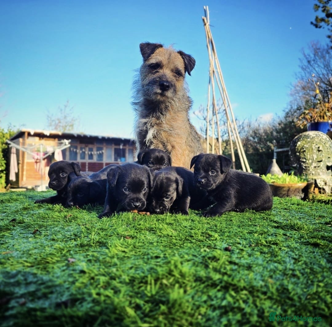 Border Terrier dogs for sale: Border x patterdale.  - Advert 1