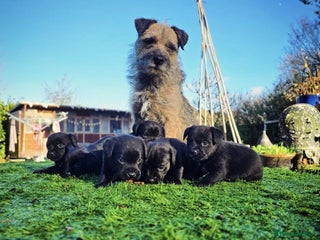 Border Terrier dogs Border x patterdale. - Advert 2