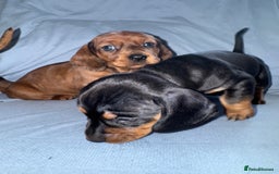 Mixed Breed dogs for sale: Docker - miniature daschund X American cocker  - Image 2