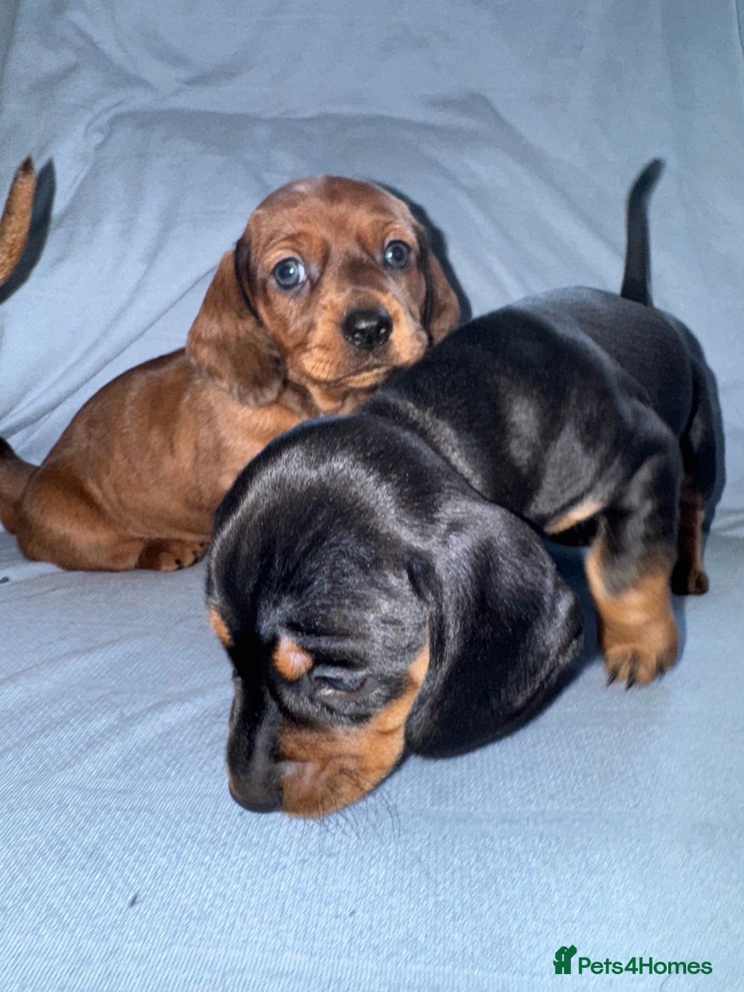 Mixed Breed dogs for sale: Docker - miniature daschund X American cocker  - Image 2