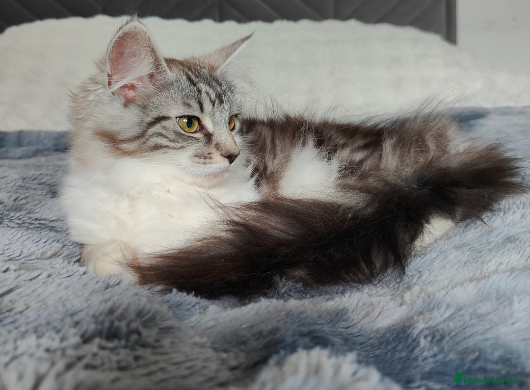 Maine Coon cats for sale: Norwegian Forest Mix European Maine coon Kittens  in Glasgow - Image 6