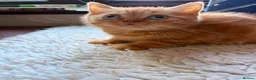 British Shorthair cats for sale: Blue-Eyed Red British Shorthair Boy (DBE) - Advert 12