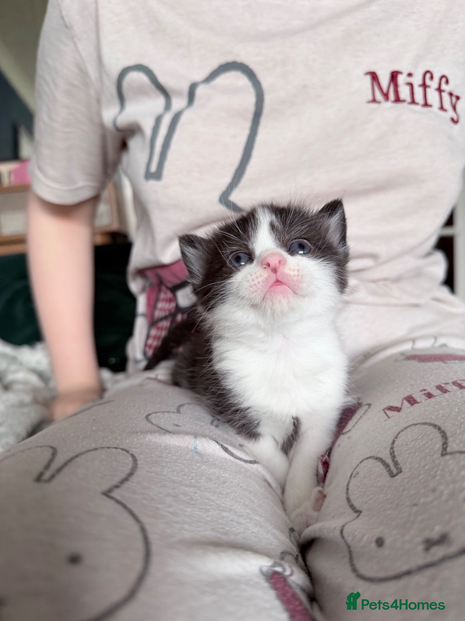 Mixed Breed cats Last boy British Shorthair cross Persian - Advert 4