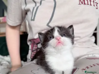 Mixed Breed cats Last boy British Shorthair cross Persian - Advert 4