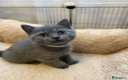 British Shorthair cats for sale: GCCF BRITISH SHORTHAIR KITTENS - Image 5