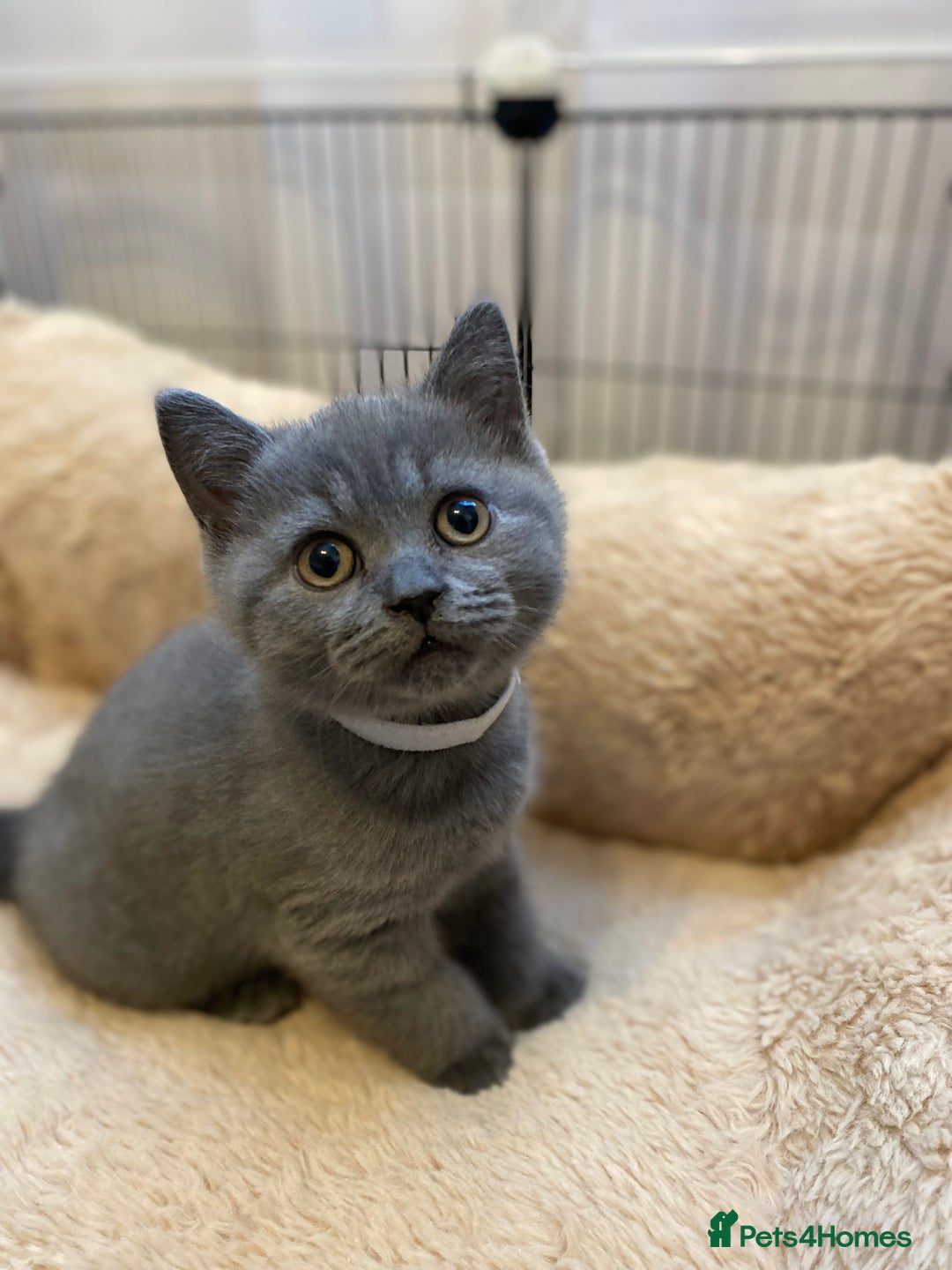 British Shorthair cats for sale: GCCF BRITISH SHORTHAIR KITTENS - Image 5