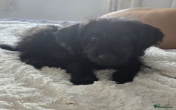 Labradoodle dogs for sale: Labradoodle - Image 2