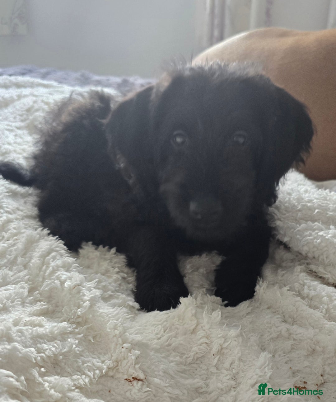 Labradoodle dogs for sale: Labradoodle - Image 2