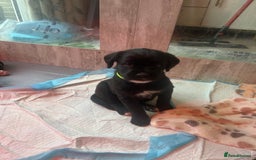 Mixed Breed dogs for sale:  Boxer-Doodle - Image 12