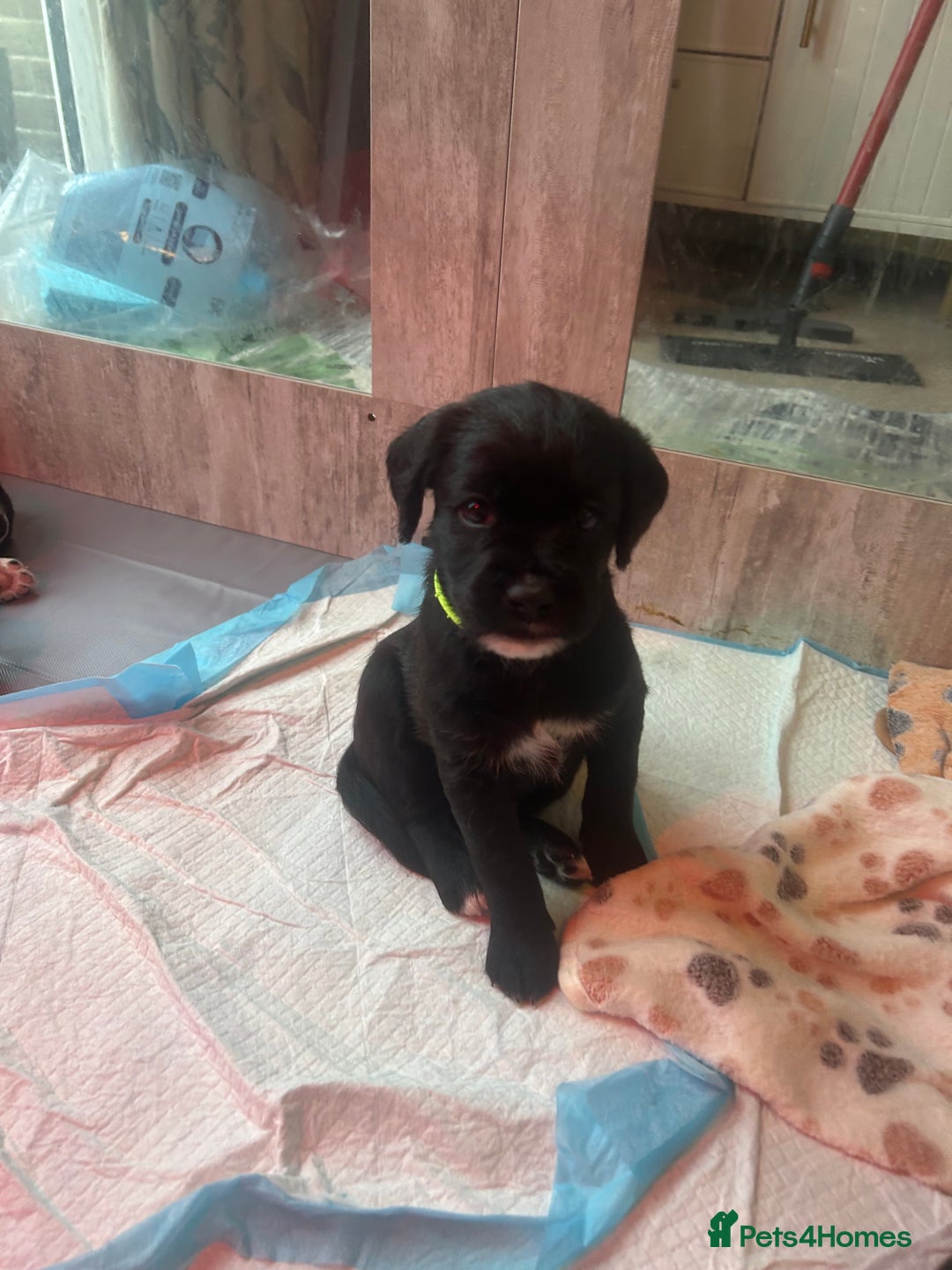 Mixed Breed dogs for sale:  Boxer-Doodle - Image 12