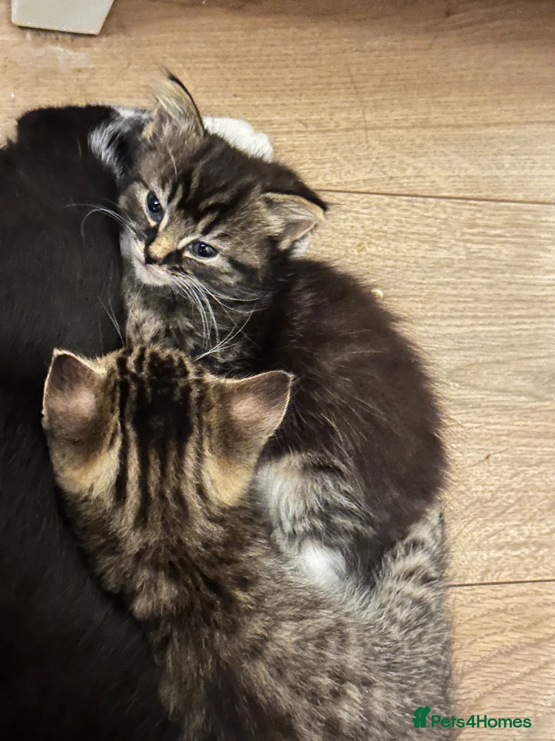 British Shorthair cats for sale: Two baby kittens in West Drayton 🐱🥰 - Advert 8
