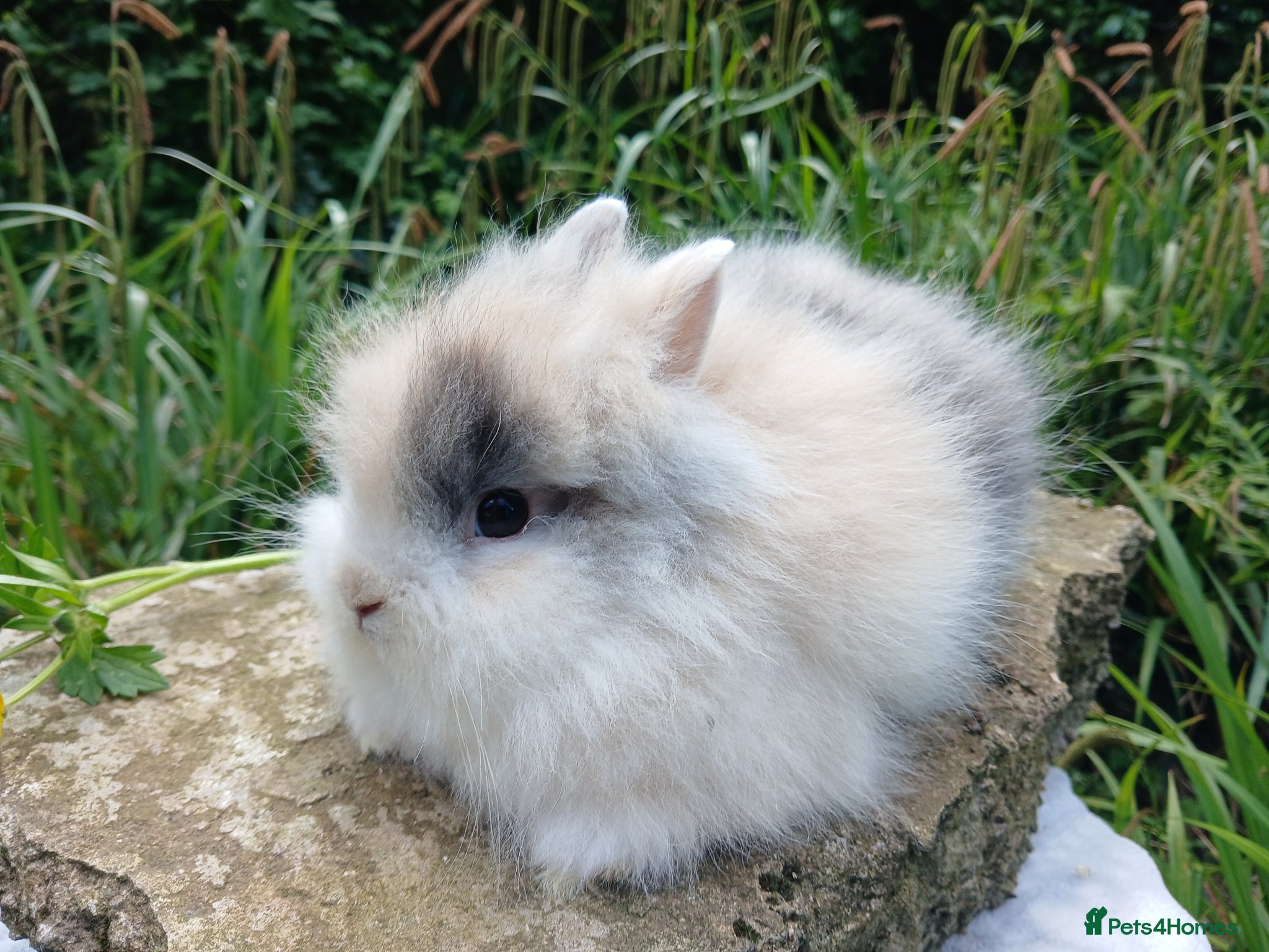 Lionhead rabbits Stunning DM Lionhead baby rabbits  - Advert 5