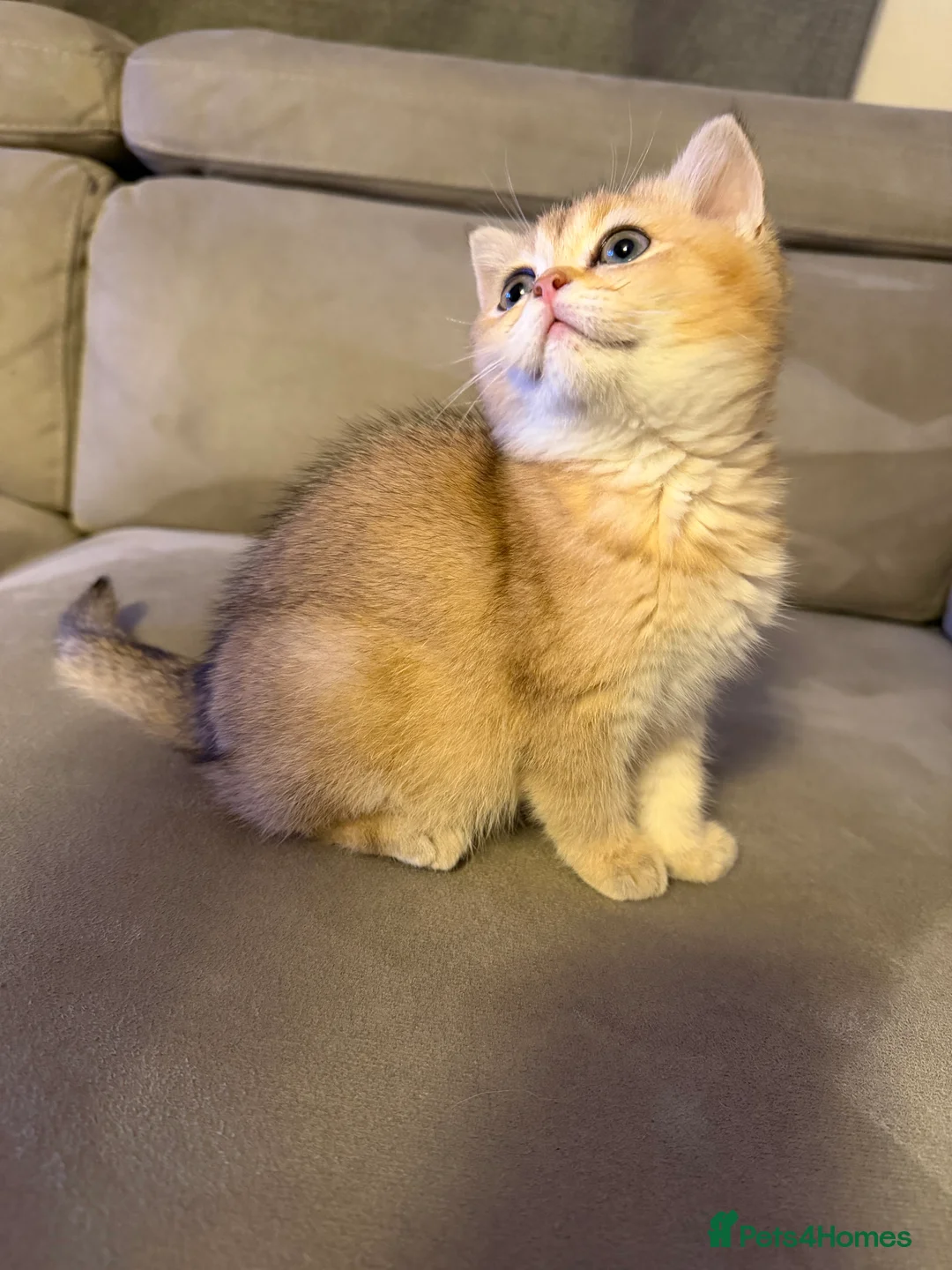 British Shorthair cats for sale: British shorthair kittens - Advert 4