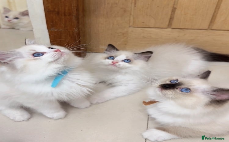 Ragdoll cats - Advert 2