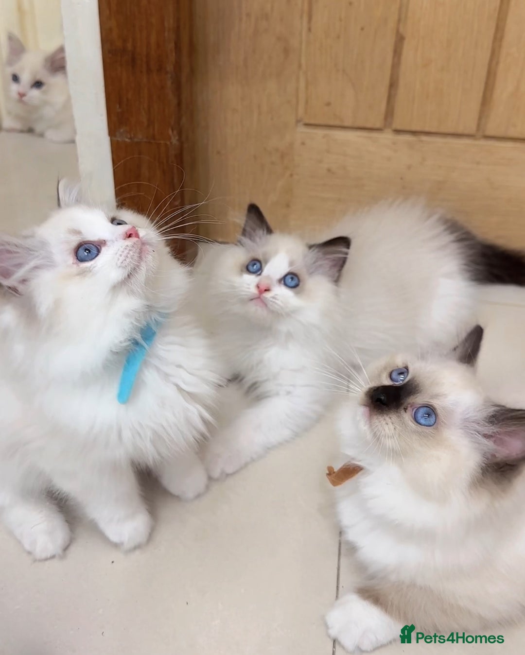 Ragdoll cats for sale: 4 Ragdoll boys - Image 1