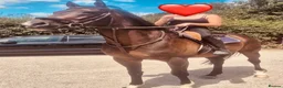English Thoroughbred horses for sale: Super safe teenagers dream  - Advert 24