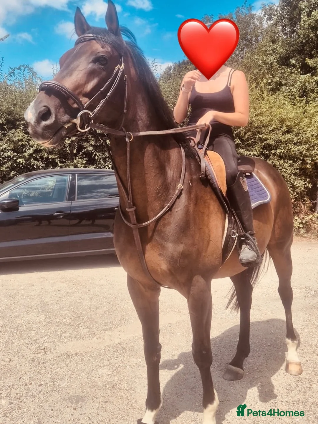 English Thoroughbred horses for sale: Super safe teenagers dream  - Advert 24