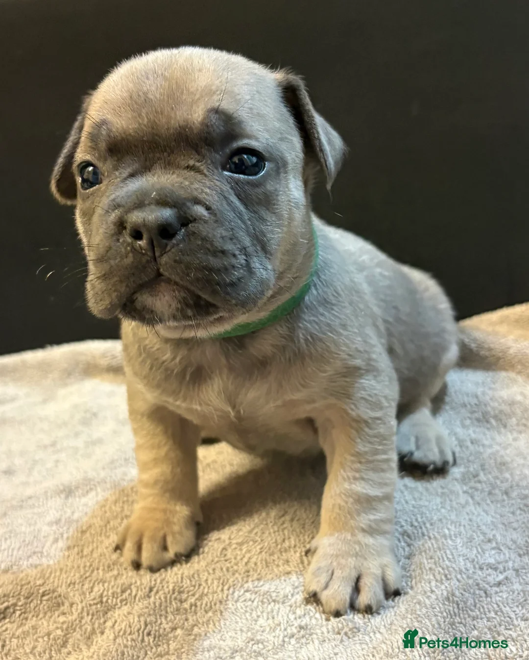 Mixed Breed dogs for sale: Frenchie mix - Advert 16