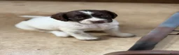 English Springer Spaniel dogs for sale: 5 lovely springer spaniel girls  - Advert 1