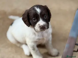 English Springer Spaniel dogs 5 lovely springer spaniel girls - Advert 10