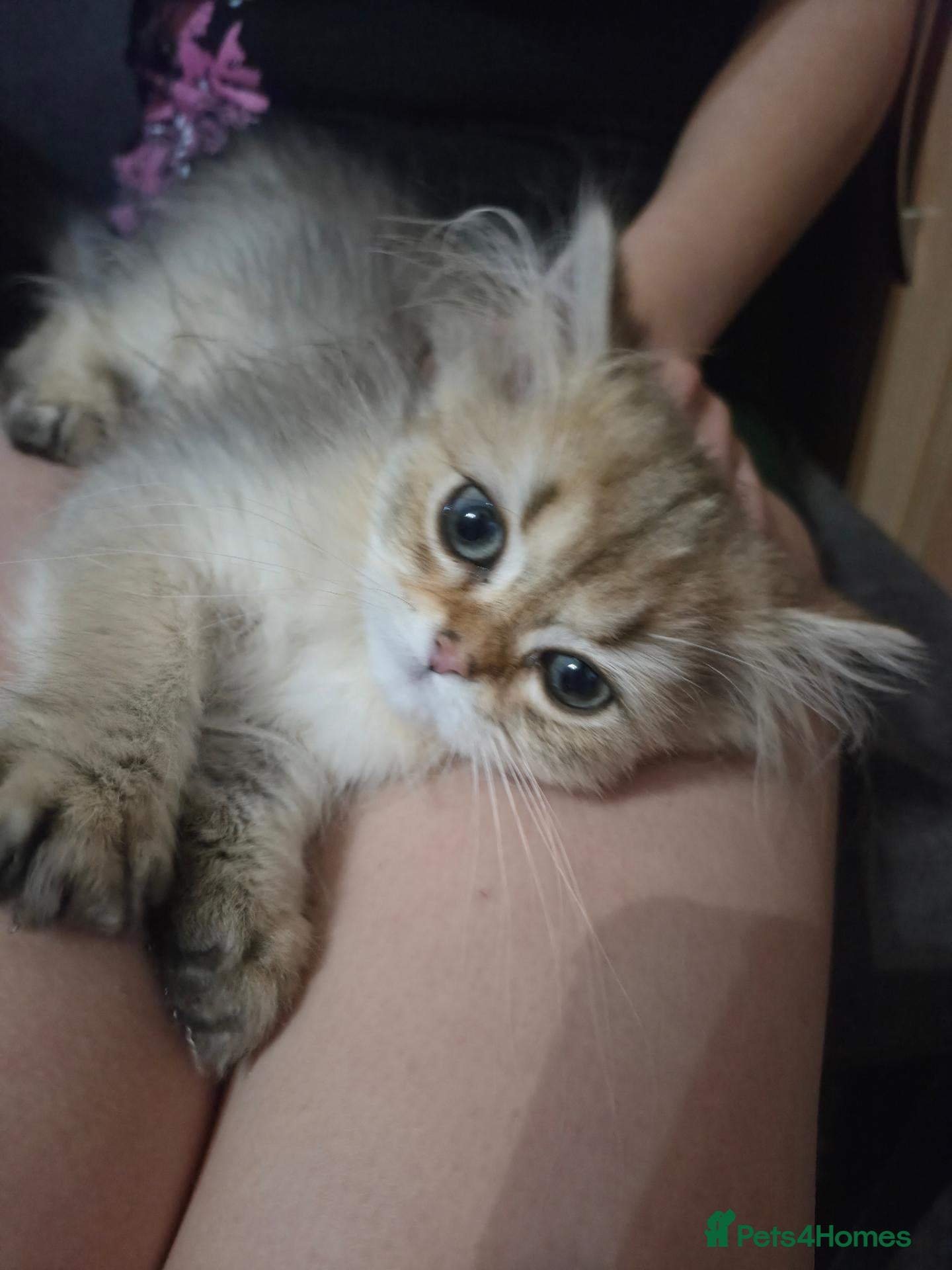 British Longhair cats Golden British longhair pure bloodline  - Advert 8