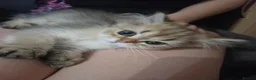 British Longhair cats for sale: Golden British longhair pure bloodline  - Advert 8