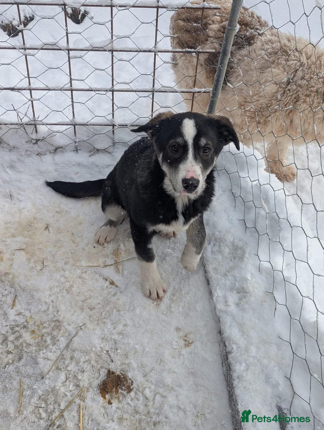 Mixed Breed dogs for adoption: Flower 💛 - Advert 5