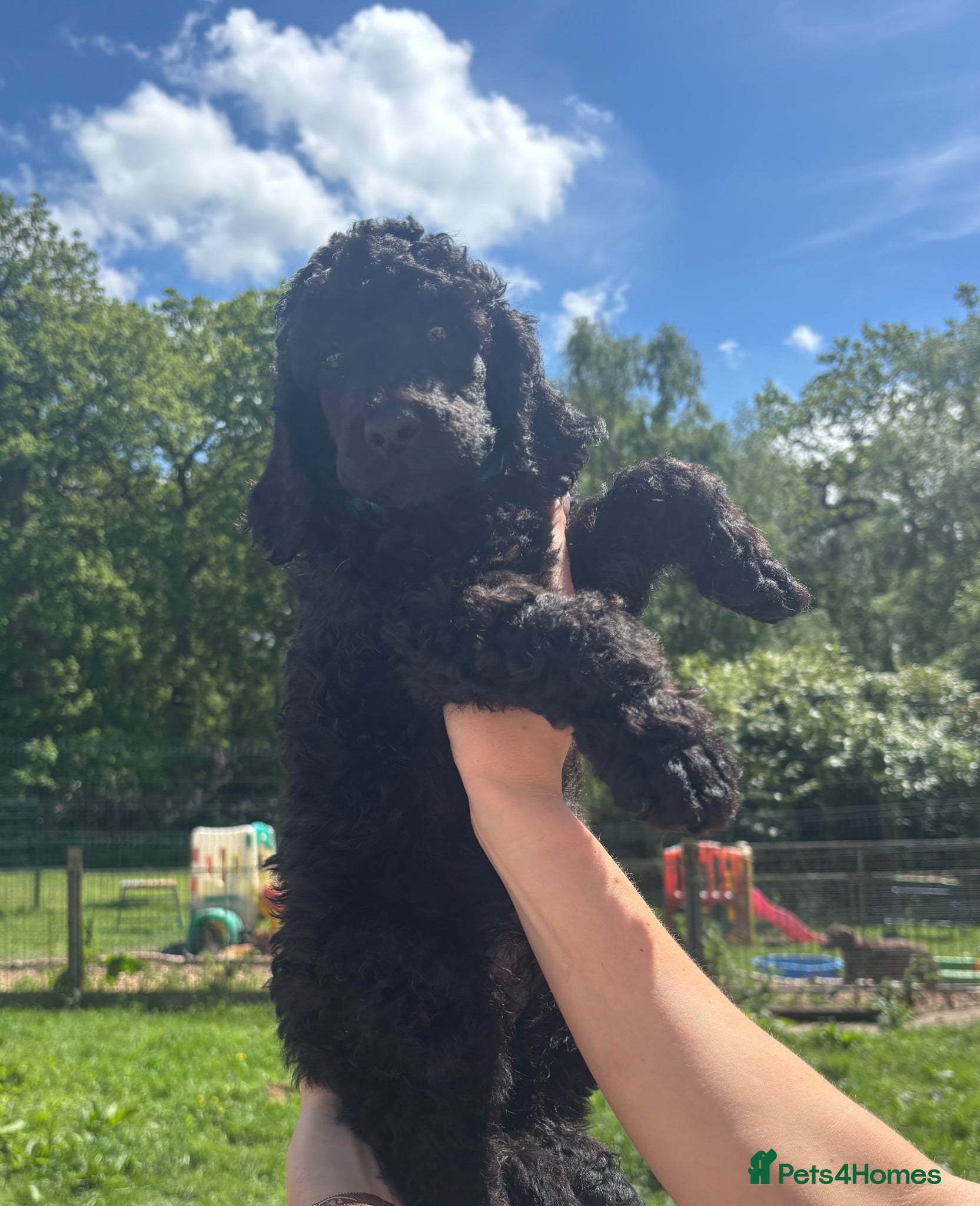 Standard Poodle dogs Exceptional working standard poodle - Advert 1