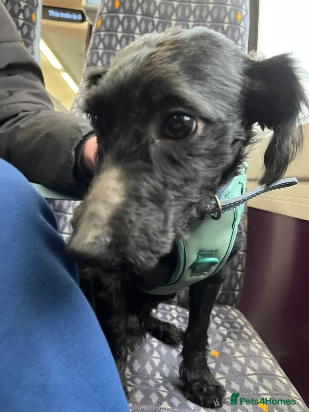 Yorkiepoo dogs for sale: 2 year old male Yorkiepoo for sale  - Advert 12