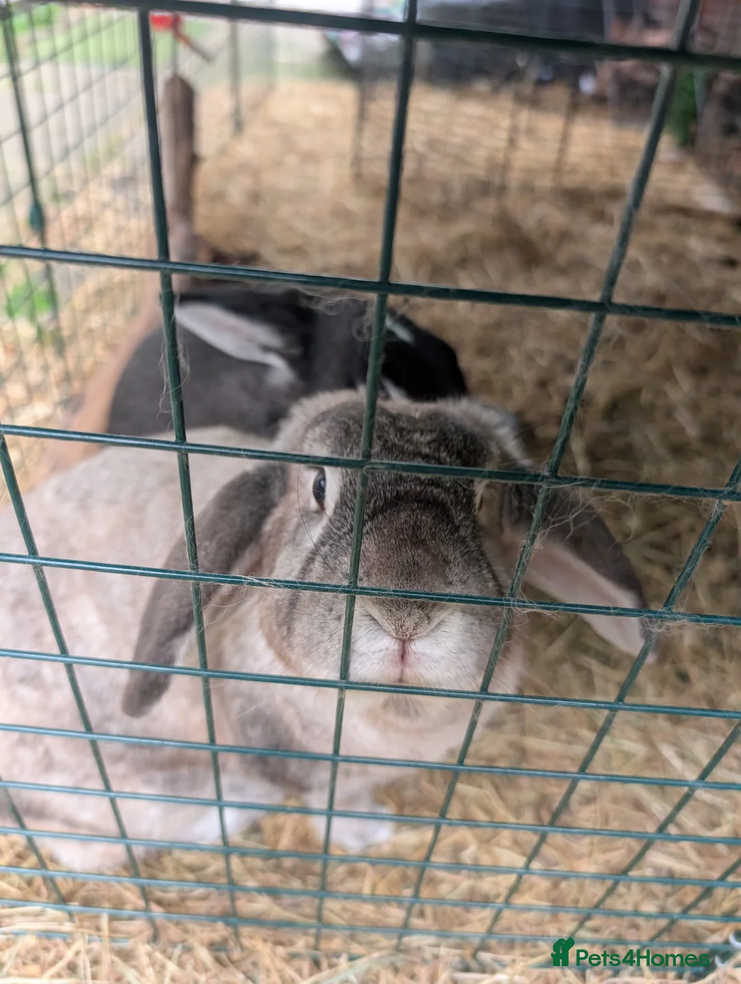 Dutch rabbits for sale: Jasmine and Buttercup  in Sutton - Advert 2