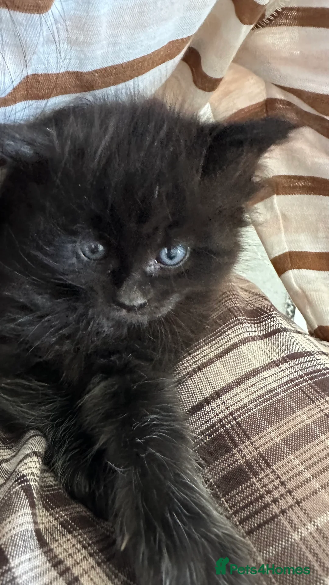 Maine Coon cats for sale: NEW YEARS EVE MAINE COON KITTENS - Advert 12