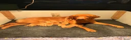 Labrador Retriever dogs for sale: KC Red Labrador pups for sale  in Kidderminster - Advert 15