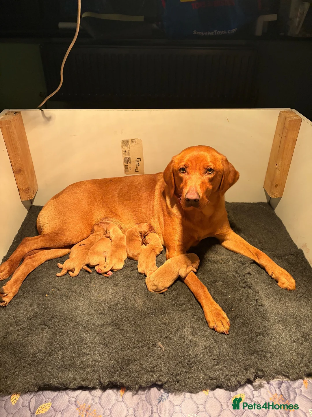 Labrador Retriever dogs for sale: KC Red Labrador pups for sale  in Kidderminster - Advert 15