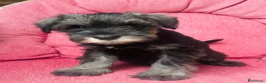 Miniature Schnauzer 4
