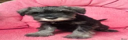 Miniature Schnauzer dogs for sale: KC registered Minature schnauzer puppies - Advert 3