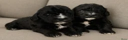 Bernedoodle dogs for sale: Amazing Saint Bernadoodle puppies - Advert 3