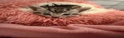 Mixed Breed cats for sale: Beautiful boy kittens  in Kilmarnock - Advert 18