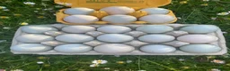 Ducks poultry for sale: Pure Indian Runner Ducklings + Fertile Eggs - Advert 11
