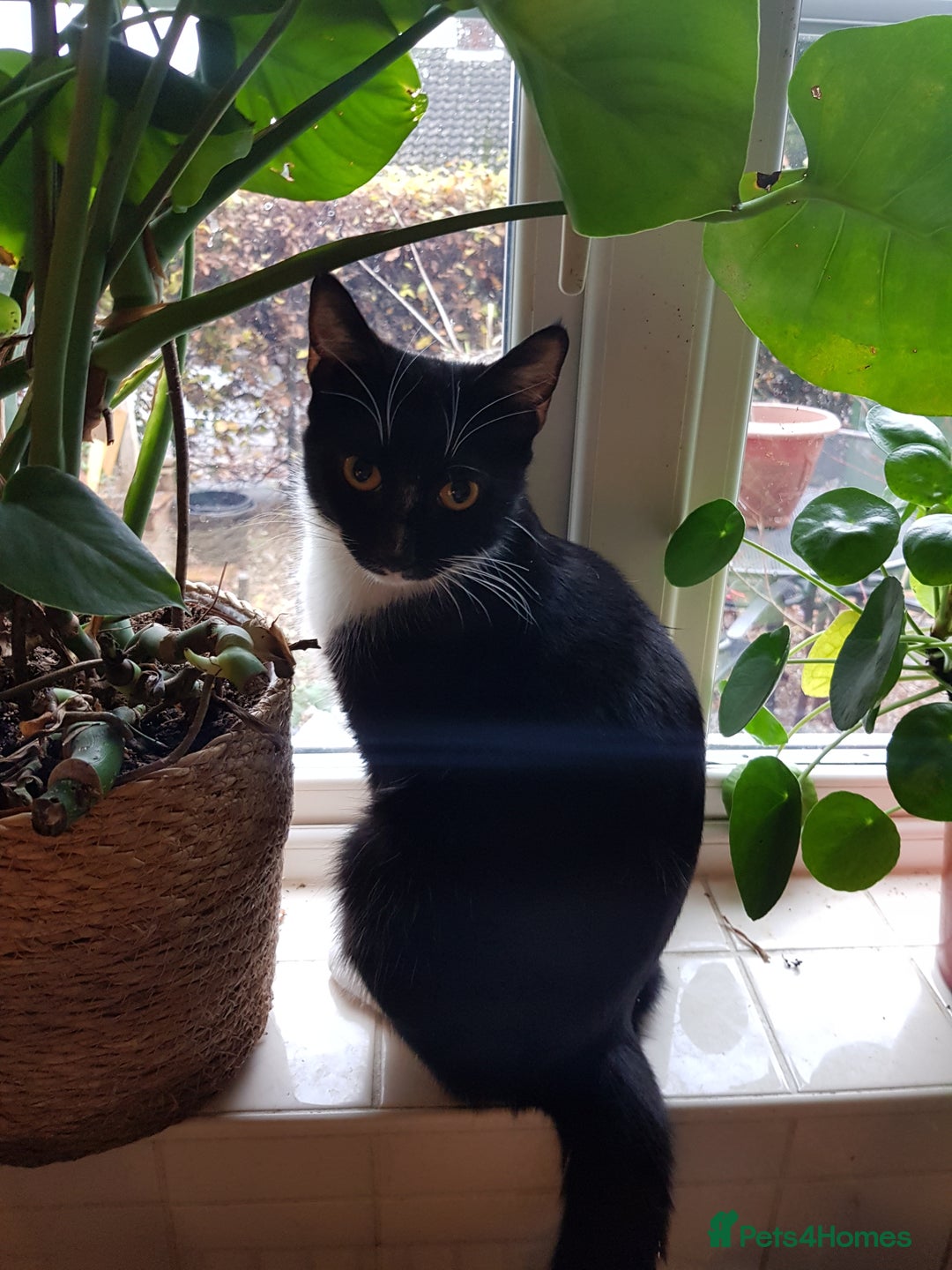 Brazilian Shorthair cats for sale: 9 week old kitten female.  - Advert 1