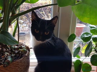 Brazilian Shorthair cats 9 week old kitten female. - Advert 4