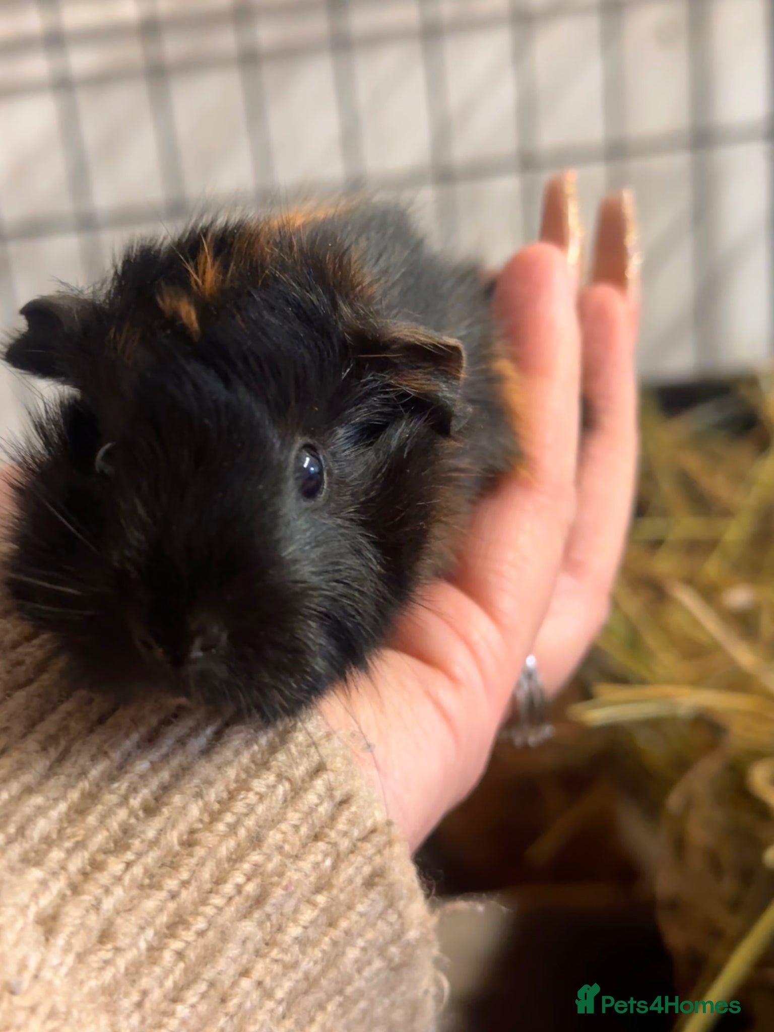Guinea Pig rodents Gorgeous baby Guineapigs  - Advert 1