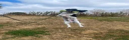 English Springer Spaniel dogs for sale: SNOOPY looking for his forwever in Neston - Advert 4