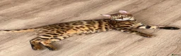 Bengal cats for sale: Adorable bengal kittens - marble bengal   in London - Advert 3