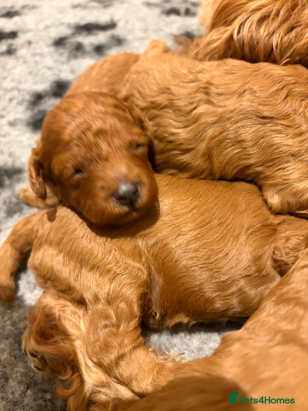 Cavapoo dogs for sale: Extensively health tested F1bb Cavapoo puppies  - Advert 10