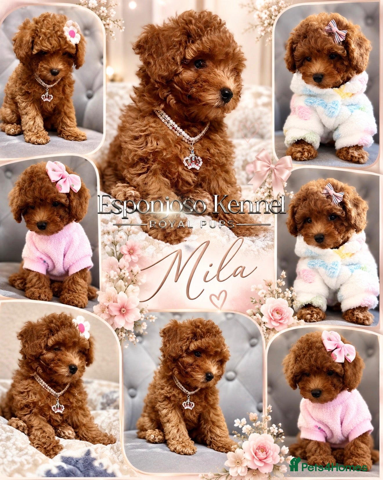 Toy Poodle dogs for sale: 1 Last girl 🏡5⭐ Licensed ESPONJOSO Toy Poodle👑 - Advert 14