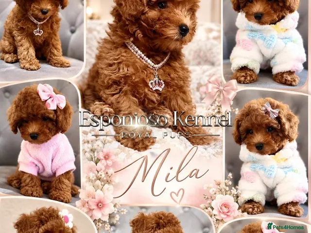 Toy Poodle dogs for sale: 1 Last girl 🏡5⭐ Licensed ESPONJOSO Toy Poodle👑 - Advert 14